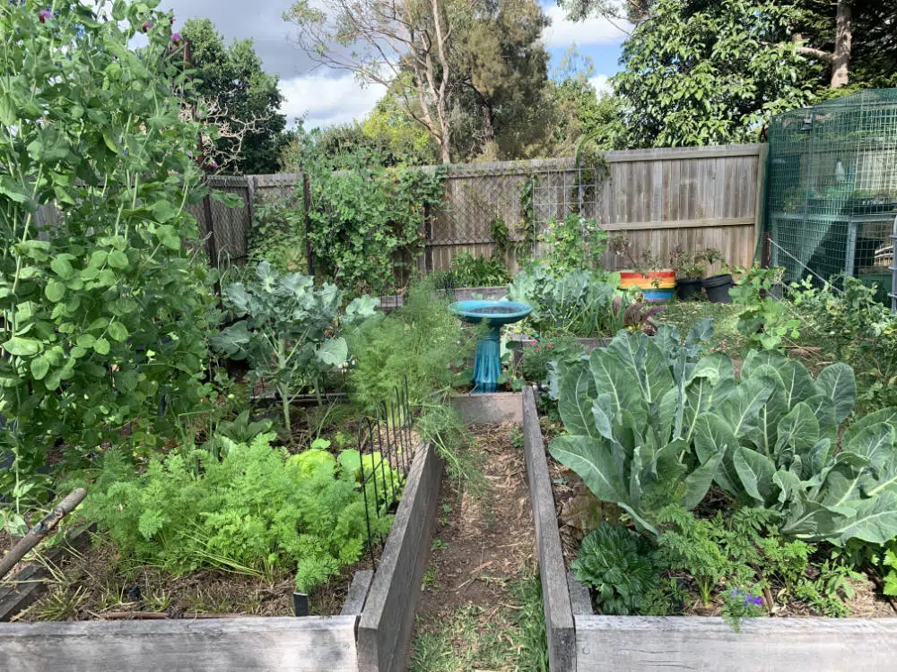 Guide to Building Vegetable Garden