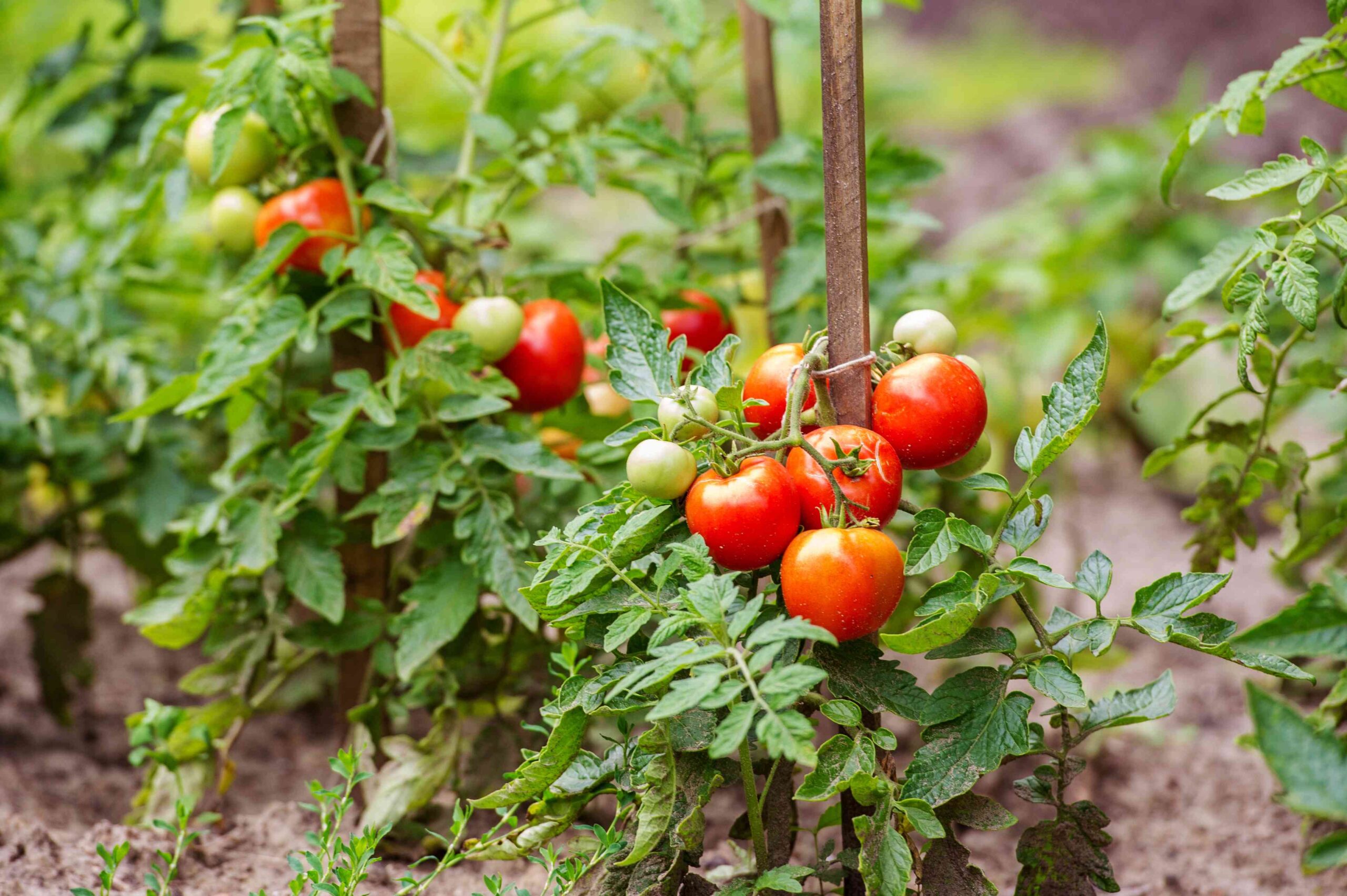 easy vegetables for beginners