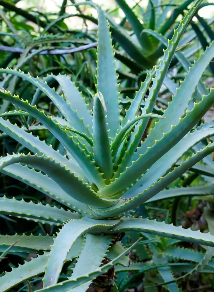 Aloe vera