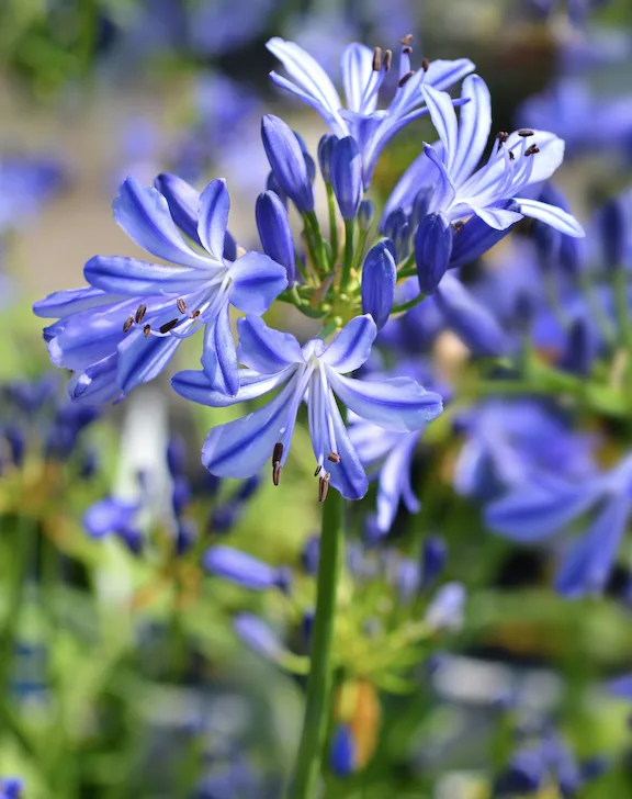 Agapanthus Agapanthus spp.