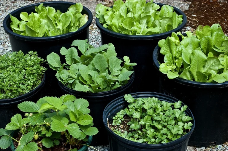 A small balcony garden with pots of herbs and vegetables, perfect for beginners on a budget