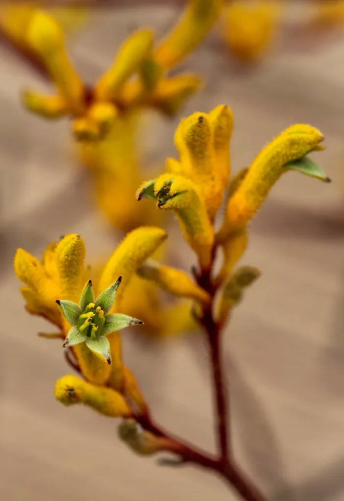 Kangaroo paw Anigozanthos spp.